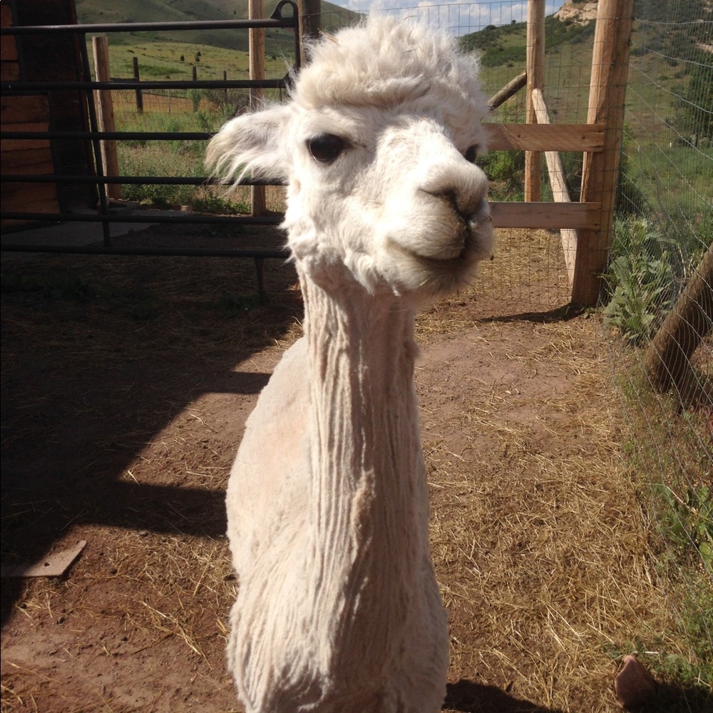 Meet your Posher, Genevieve
